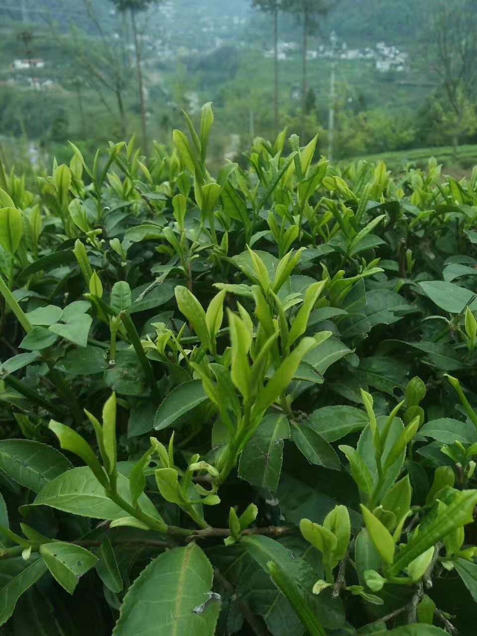  五峰天然高山浓雾有机绿茶