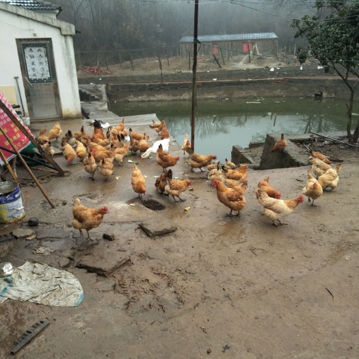 和县 纯生态放养，土鸡蛋保证质量