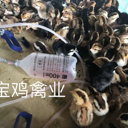 贵阳斗鸡苗 统货