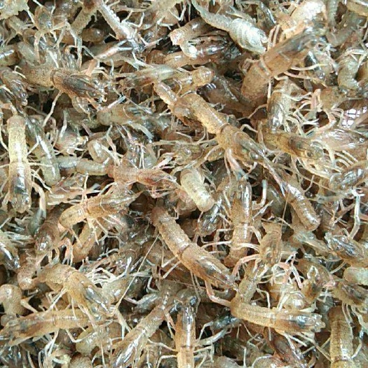 广州 澳洲淡水龙虾苗 淡水龙虾苗 龙虾苗