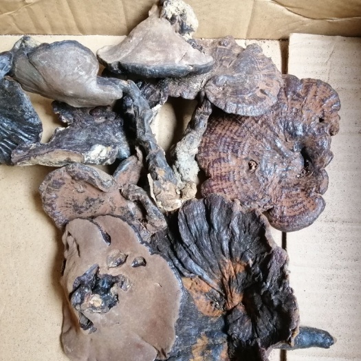 黎平县灵芝都是纯，假一赔十
