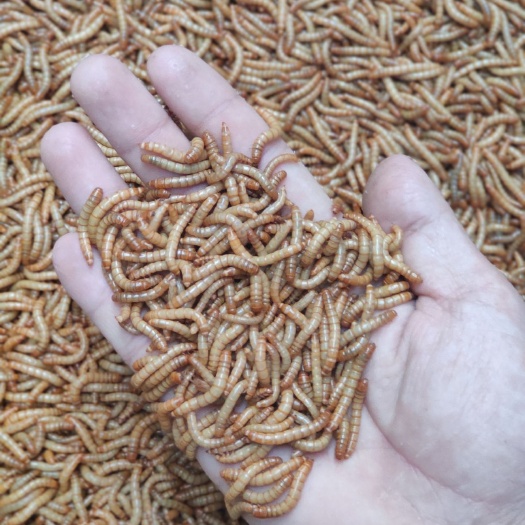 黄粉虫 常年出售各虫龄优质！