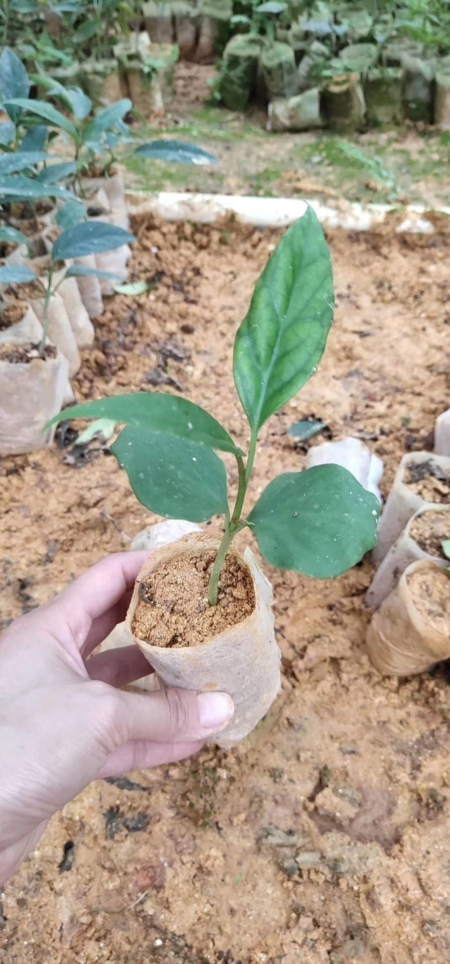粉红黑老虎苗  粉红大果黑老虎树苗 布福娜苗带土带叶发货1棵包邮