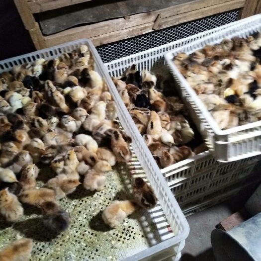 孝感绿壳蛋鸡苗 母