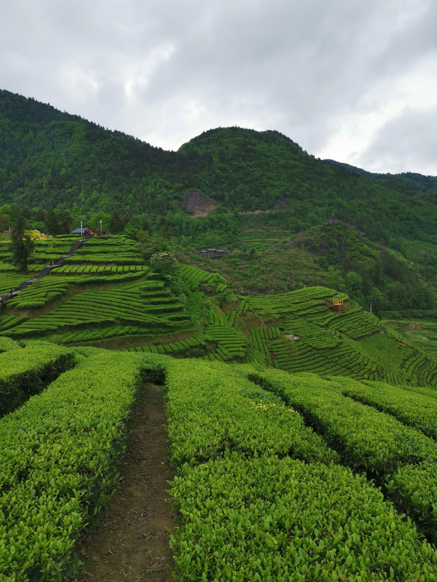  五峰天然高山浓雾有机绿茶