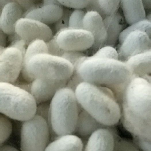 德保县 供应自家养的鲜蚕茧，每月10号。20号。30号出茧