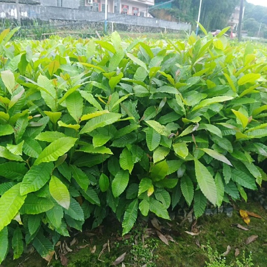 广州大粒紫苗