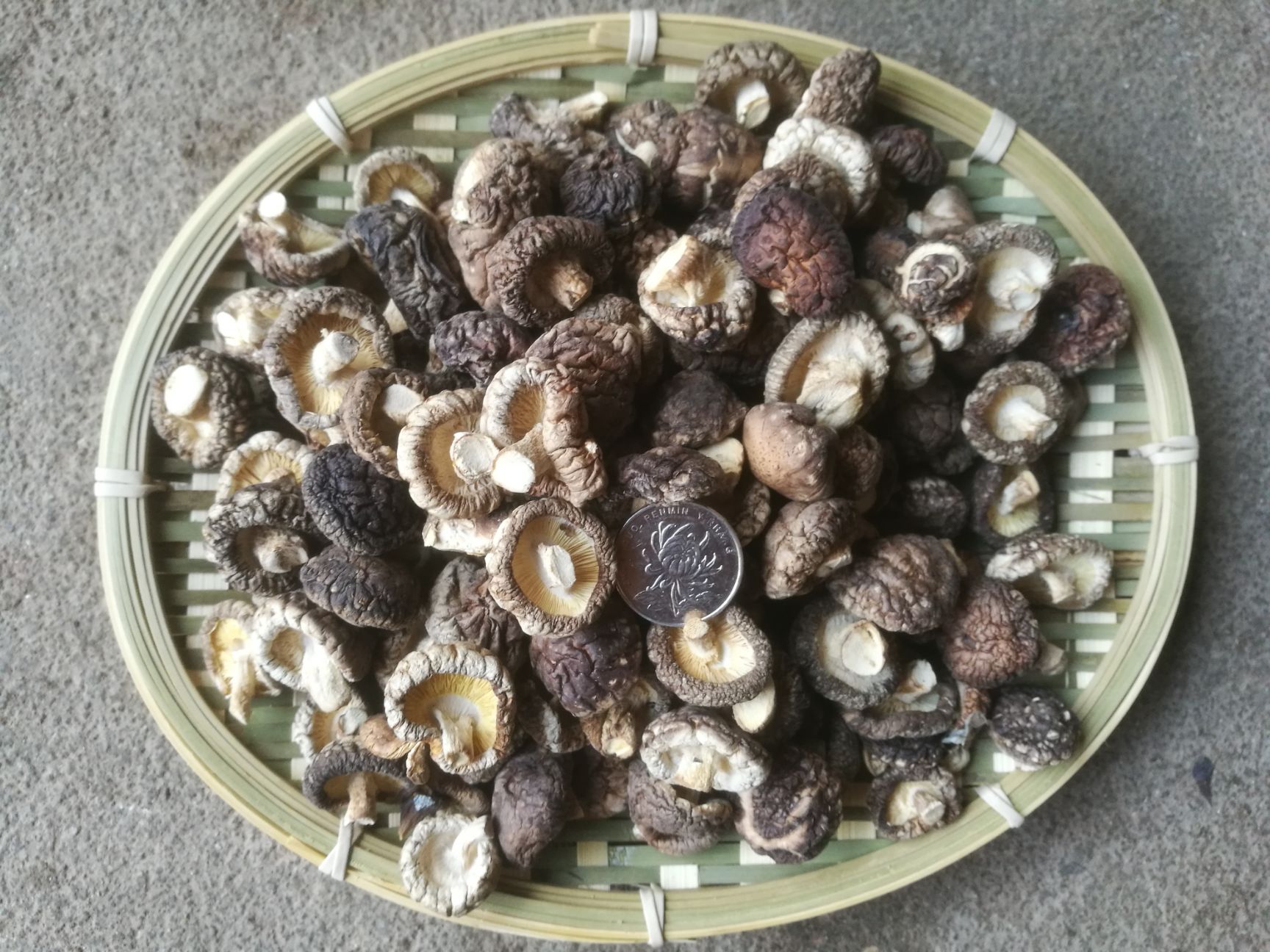 光面菇  普通香菇 金钱菇【2斤包邮】冬菇  剪脚  新鲜靓货 A3