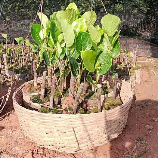 白沙县海南菠萝蜜苗 品种保证