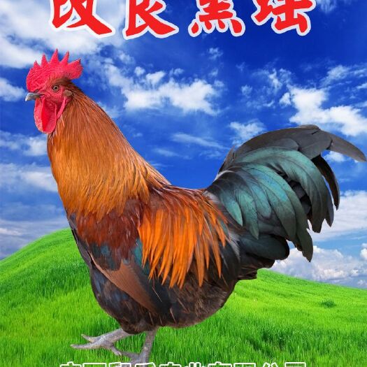 南宁黑瑶鸡苗  黑瑶，改良黑瑶苗