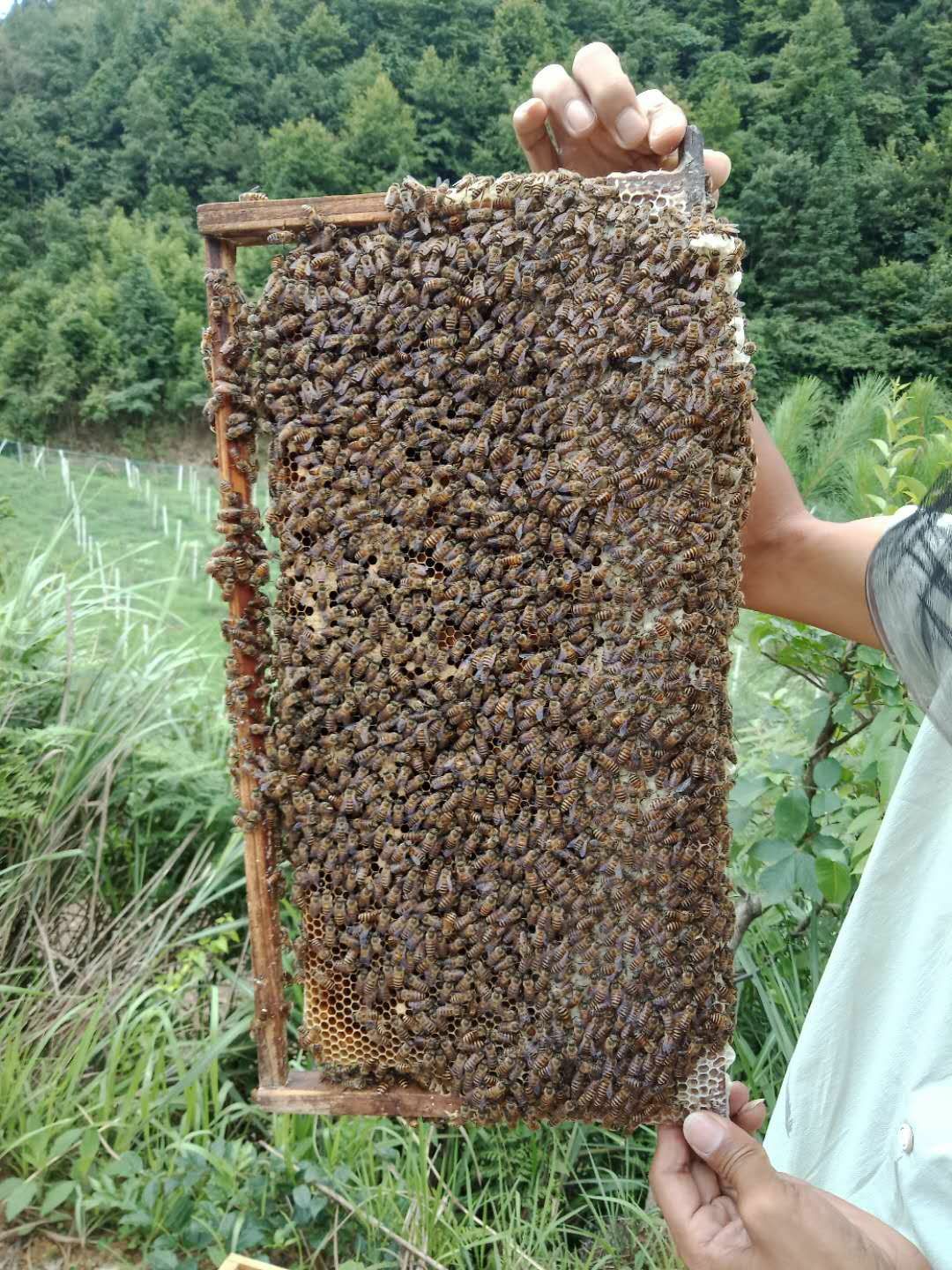 中华蜜蜂 