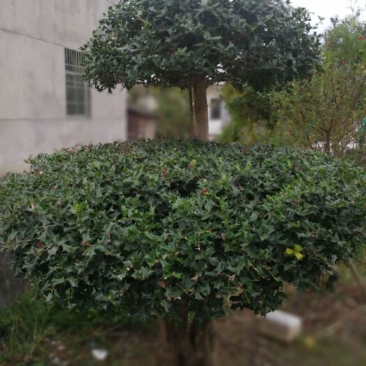 九江有刺枸骨