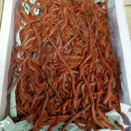 湛江虾饲料