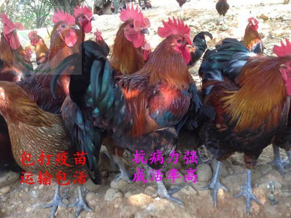 贵阳 纯种黑瑶土鸡苗，运输包  活，打疫苗，成活  率高