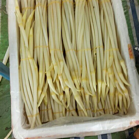  湖北特色鲜藕带,