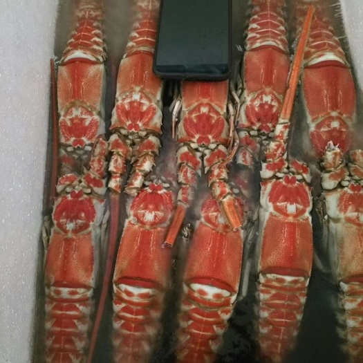 北海中国龙虾   