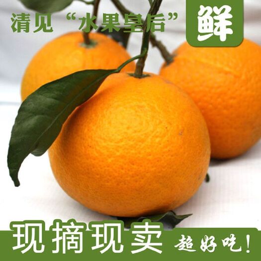 眉山 现摘现发青见柑橘 眉山青见柑桔9斤装手剥橙子优质青见鲜果