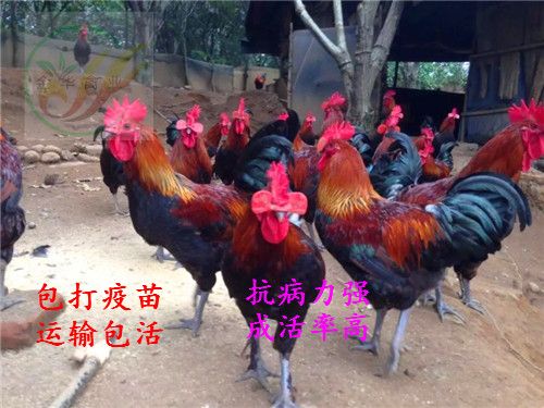  纯种黑瑶土鸡苗，运输包  活，打疫苗，成活  率高