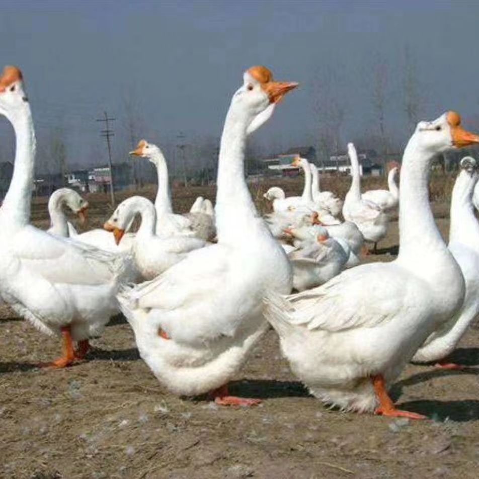 狮头鹅苗