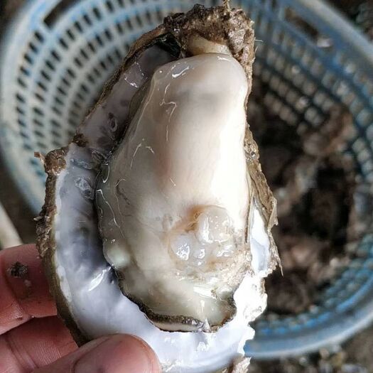 阳西县湛江牡蛎 人工养殖 3-4两/只