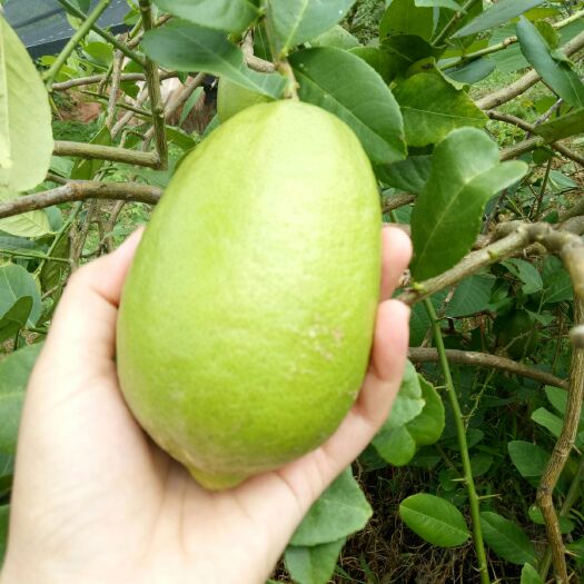 灵山县香水柠檬苗