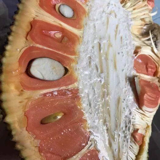 灵山县红肉菠萝蜜苗