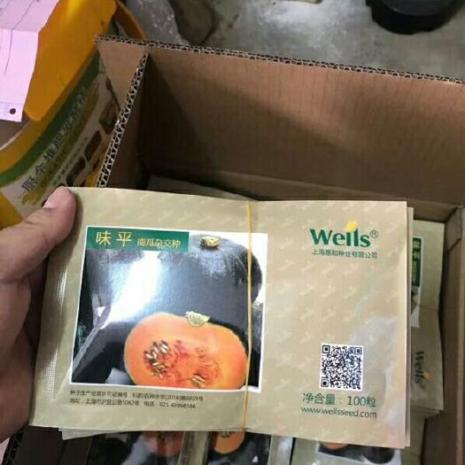 泉州 日本惠和新西兰板栗南瓜种子协和贝贝南瓜