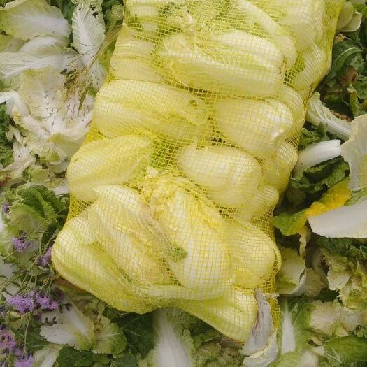 小娃娃菜 10两以上