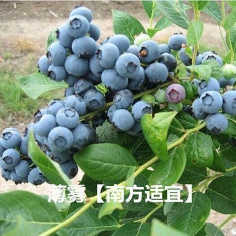 泰安 蓝莓苗