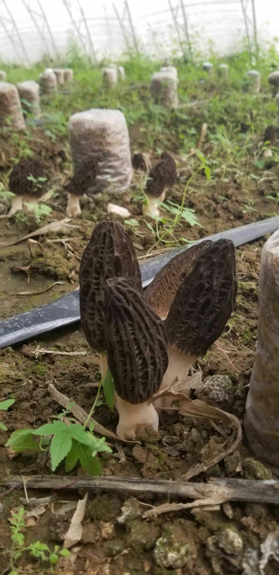  鲜羊肚菌