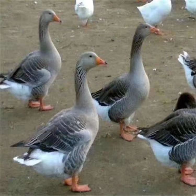 狮头鹅苗