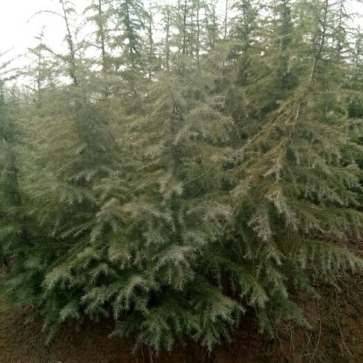 南京 雪松，绿化工程用量最大的苗木，适应范围广，喜干怕水。
