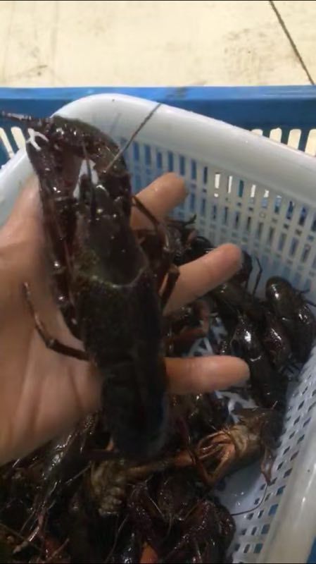 金湖县盱眙小龙虾 龙虾批发