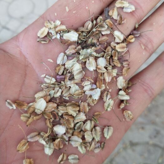 宕昌县岷当归 （当归种子）发芽率高