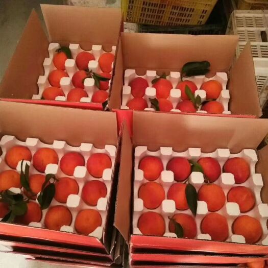 资中县塔罗科血橙 资中血橙 资中晚熟血橙，鲜果，口感好，有需要的联系我，不支持大宗批发