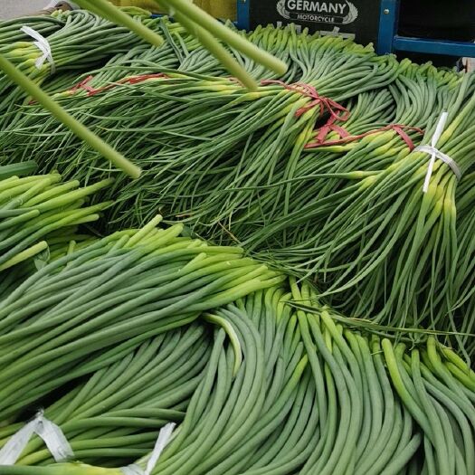 兰陵县苍山蒜薹 70cm以上