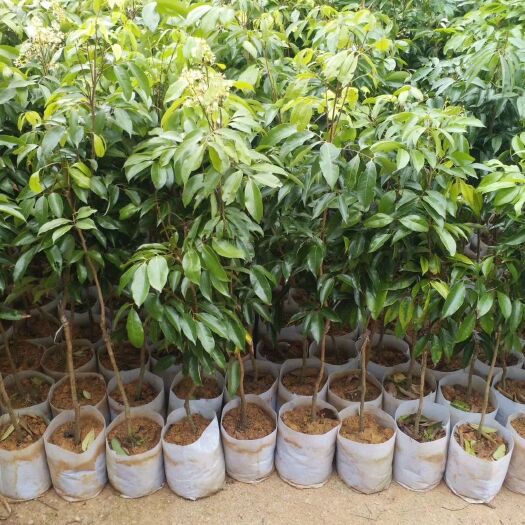 灵山县桂味荔枝苗 桂味荔枝，爽甜青脆口感好…产量非常高