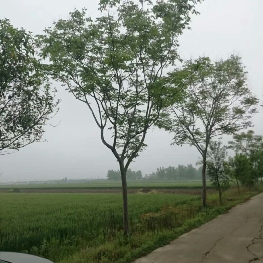 大荔县南栾