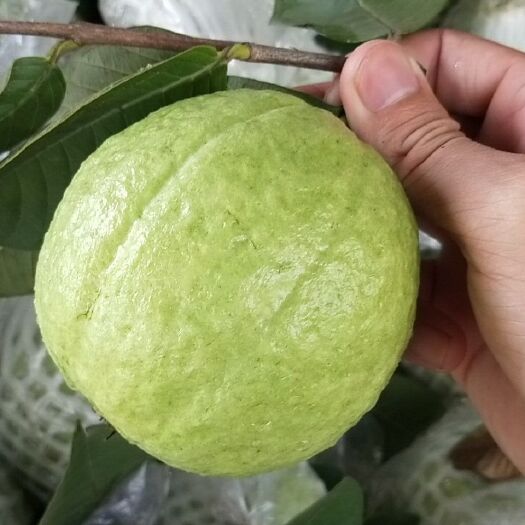 广州 珍珠番石榴