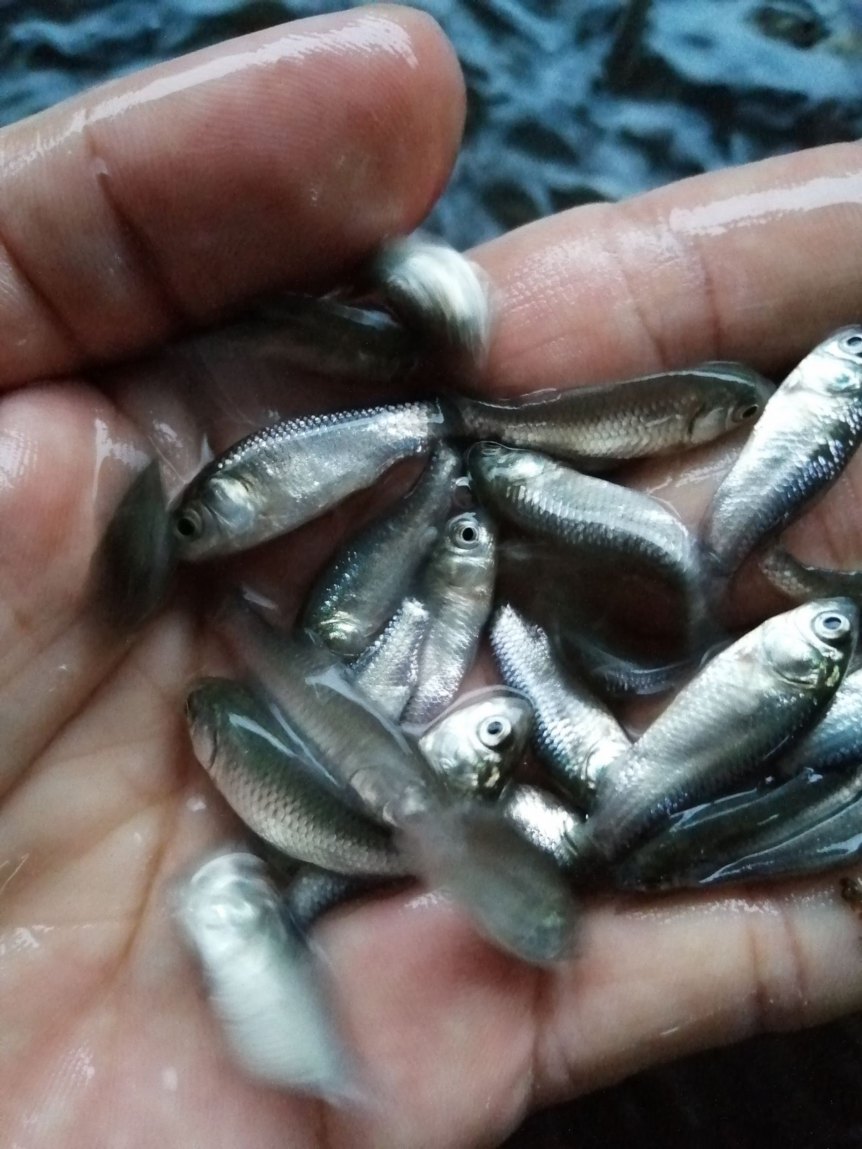 鱼苗，鲫鱼苗，