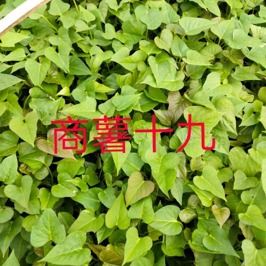 唐河县商薯19脱毒大田红薯苗  优质原种红薯苗（商薯十九）
