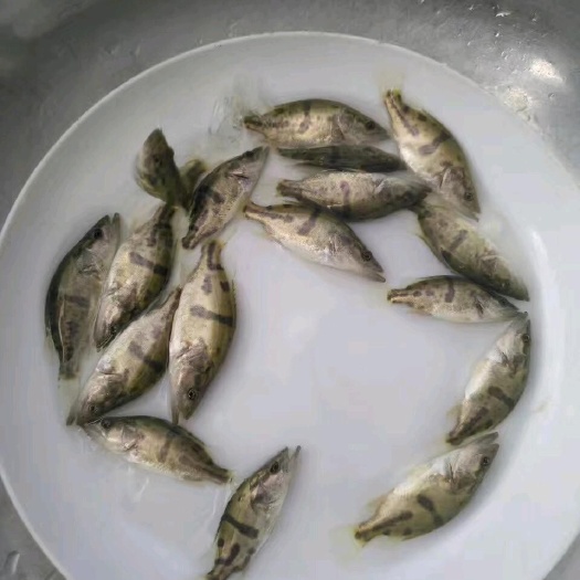 博罗县桂花鱼苗 鳜鱼苗  产地直供 物美价廉