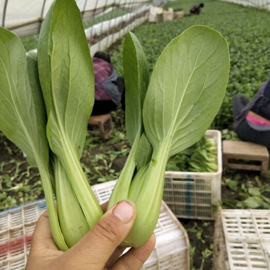 南通上海青 金品小青菜