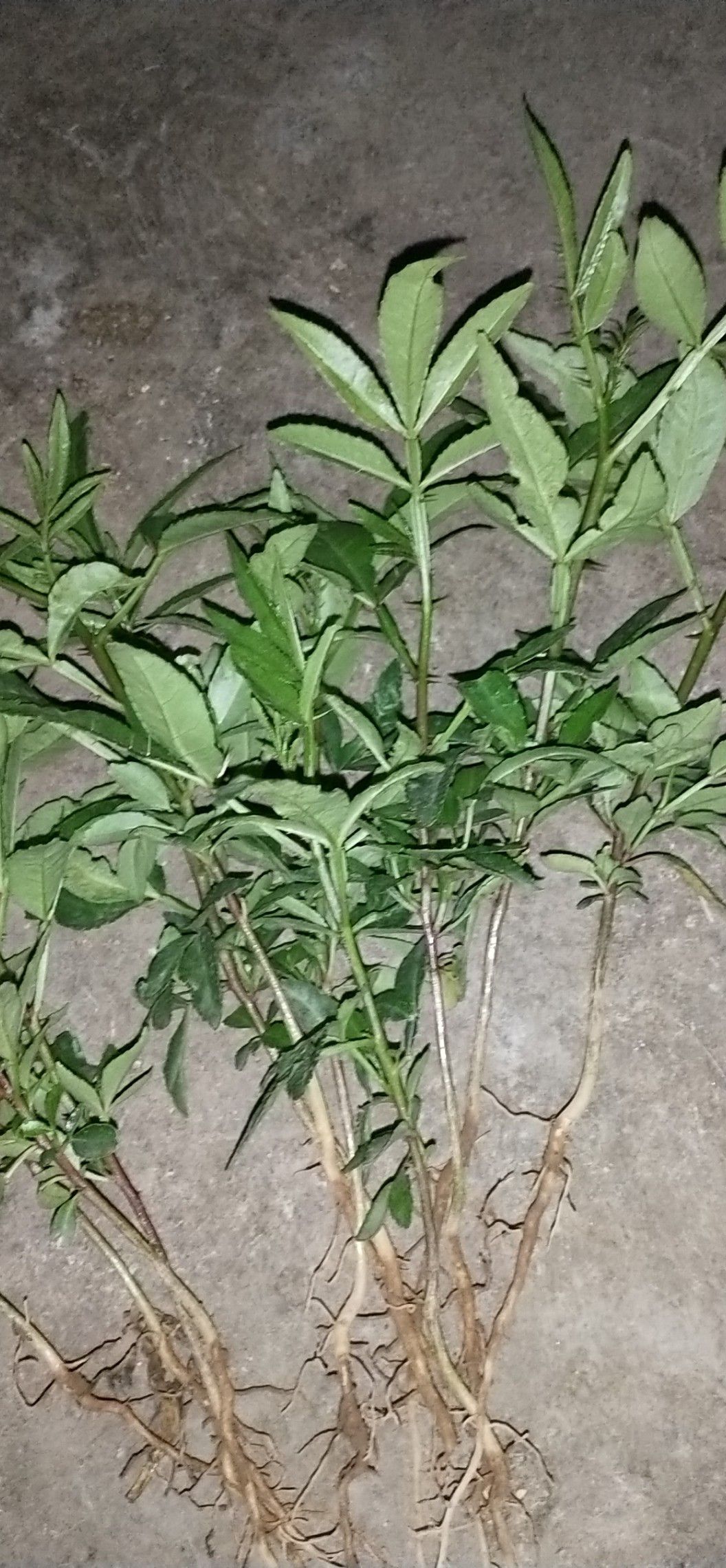  本人出售九叶青花椒苗，基地出售，价格美丽，成活率高，。