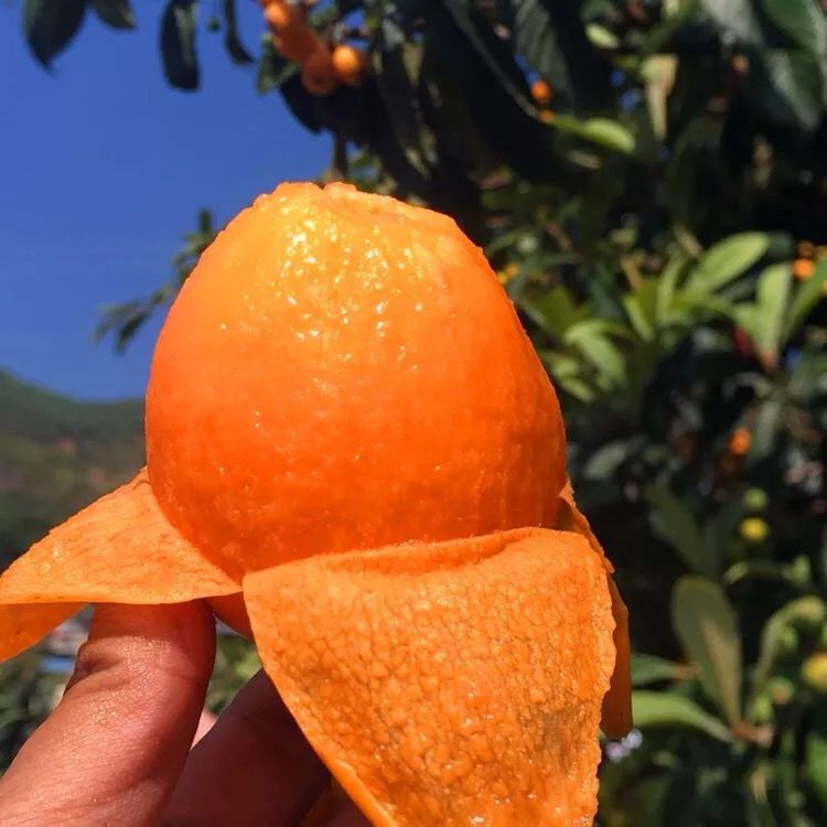  枇杷新鲜水果四川大五星枇杷龙泉枇杷琵琶甜枇杷果非米易包邮