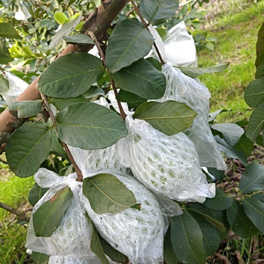 惠州番石榴 150-200克