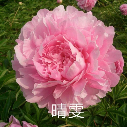 菏泽 观赏芍药，芍药鲜切花
