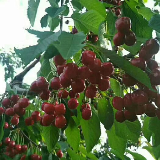 西安 西安白鹿原无公害大樱桃，自产自销，顺丰包邮