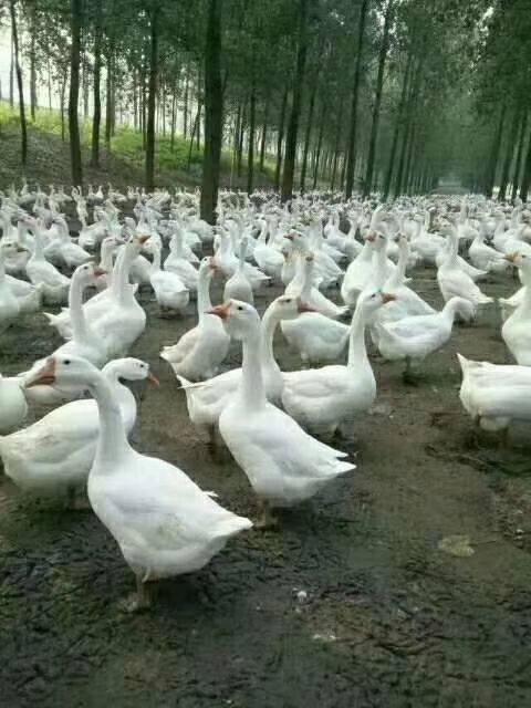 狮头鹅苗