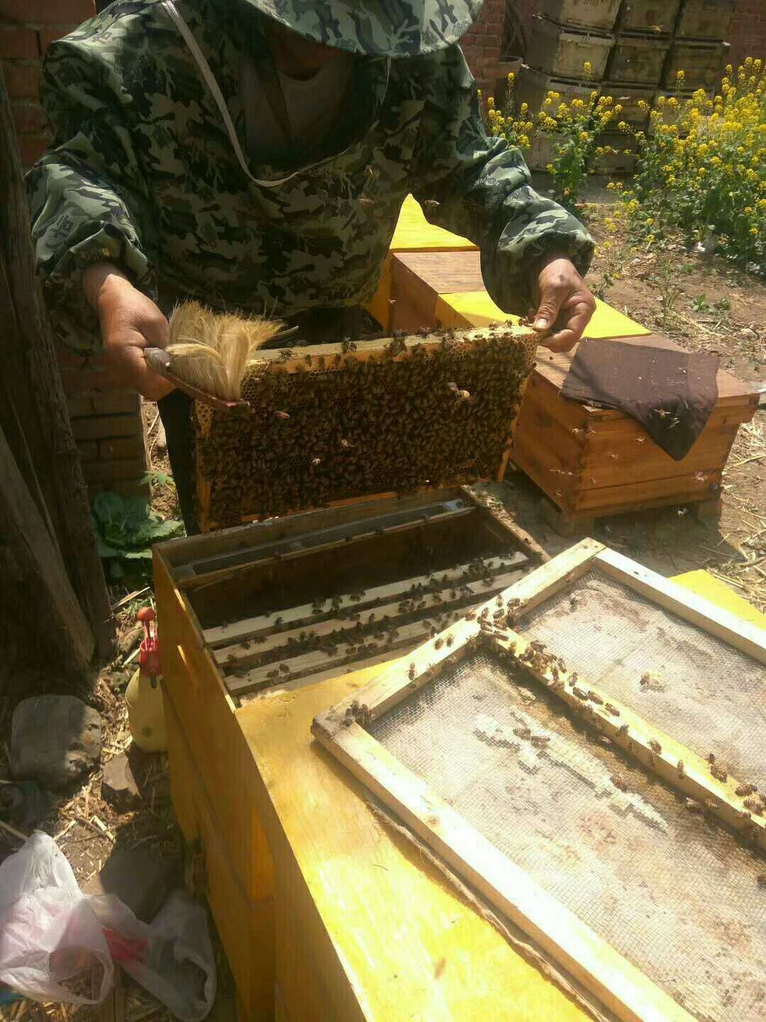 油菜花蜂蜜结晶好还是不结晶好(油菜花蜂蜜好吃吗) 油菜花蜂蜜结晶好还是不结晶好(油菜花蜂蜜好吃吗)